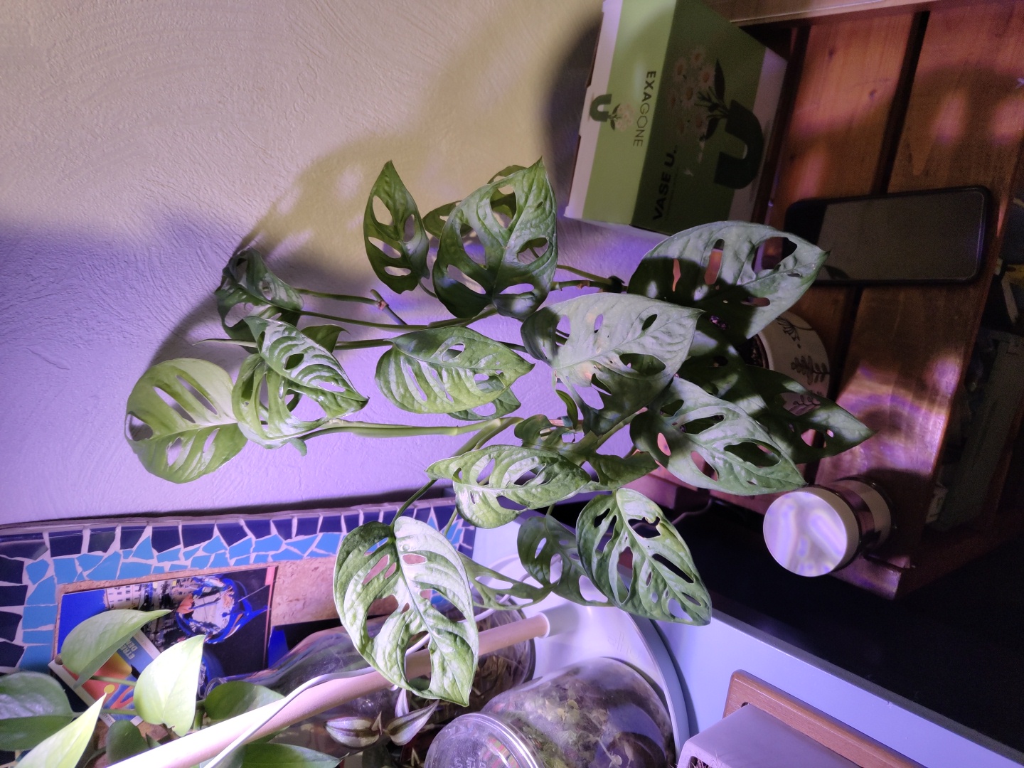 Photo de Pilea Peperomioides